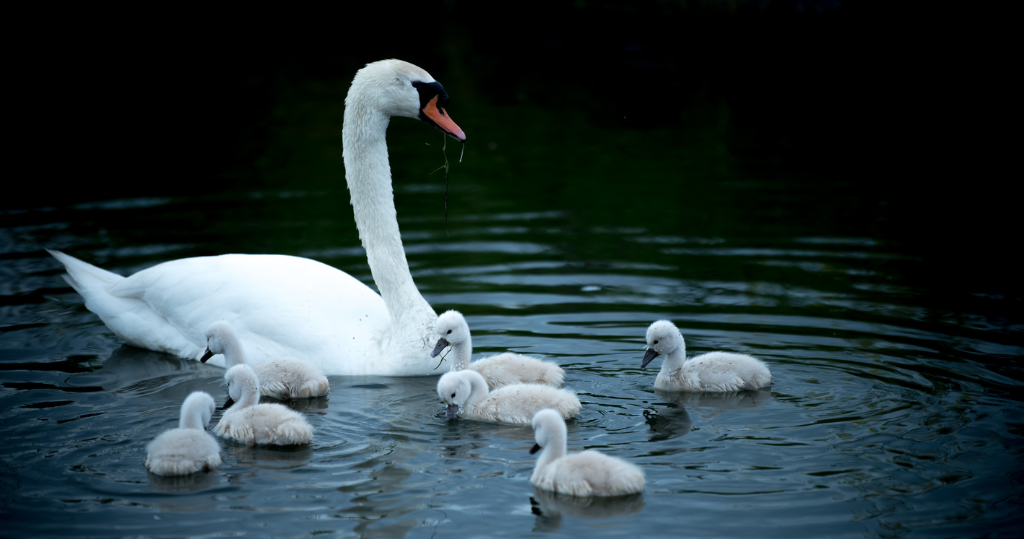 Wat betekent het broedseizoen voor jou?